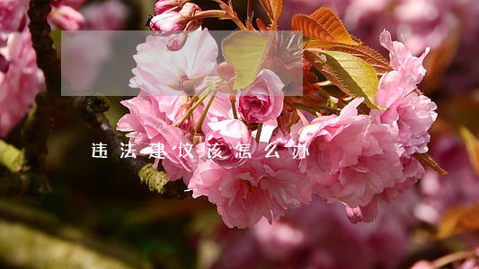 违法建坟该怎么办 违法建坟该怎么办