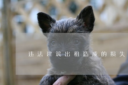 违法建筑出租造成的损失承担 违法建筑出租造成的损失承担