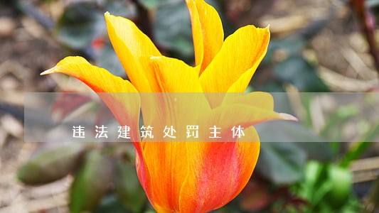 违法建筑处罚主体 违法建筑处罚主体