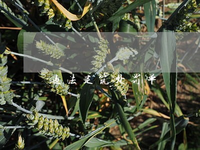 违法建筑处罚单 违法建筑处罚单