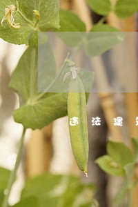 违法建筑处罚后补办法律依据 违法建筑处罚后补办法律依据