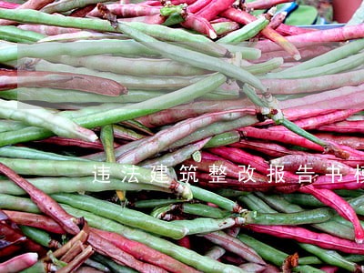 违法建筑整改报告书模版 违法建筑整改报告书模版