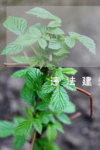 违法建筑整治时效