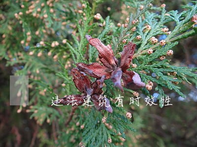 违法建筑有时效性 违法建筑有时效性
