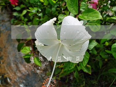 违法建筑构筑 违法建筑构筑