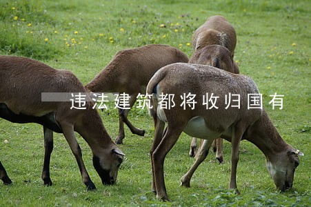 违法建筑都将收归国有 违法建筑都将收归国有
