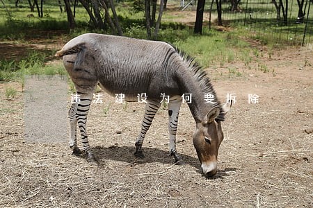 违法建设为何要拆除 违法建设为何要拆除