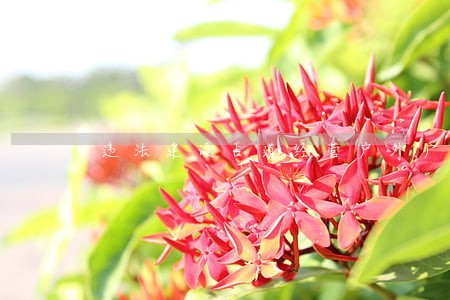 违法建设占道经营户外广告 违法建设占道经营户外广告