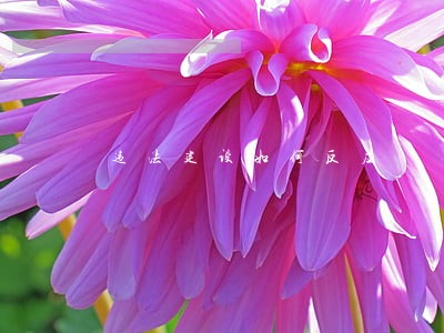 违法建设如何反应 违法建设如何反应
