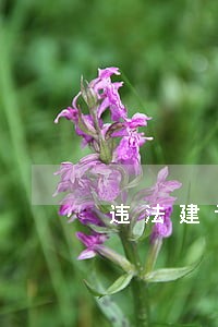 违法建设安全隐患报告 违法建设安全隐患报告