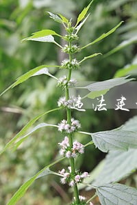 违法建设条件 违法建设条件