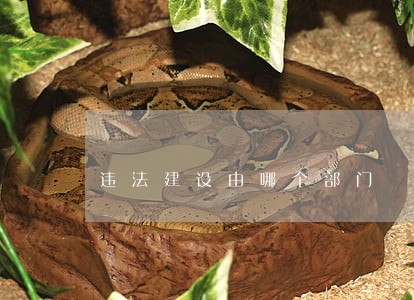 违法建设由哪个部门 违法建设由哪个部门
