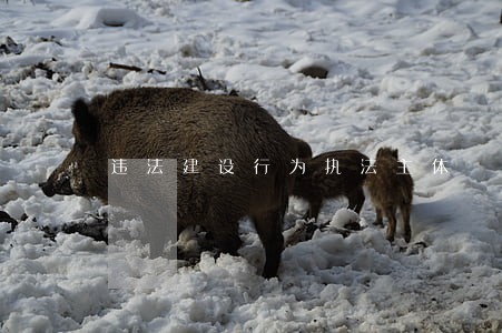 违法建设行为执法主体