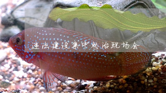 违法建设集中整治现场会 违法建设集中整治现场会