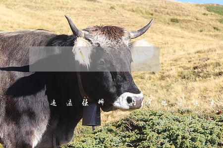 违法强拆应如何依法追责 违法强拆应如何依法追责