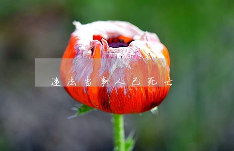 违法当事人已死亡 违法当事人已死亡