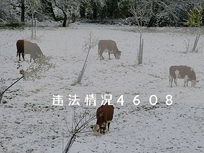 违法情况4608
