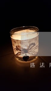 违法所得可以分期付款吗