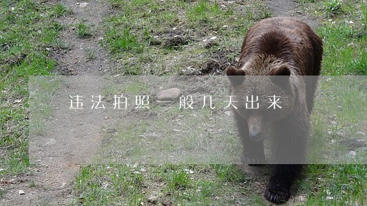 违法拍照一般几天出来