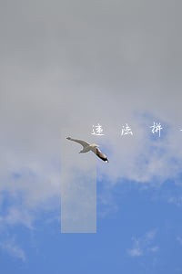 违法拼音声调