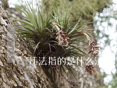 违法指的是什么法 违法指的是什么法