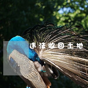 违法收回土地 违法收回土地