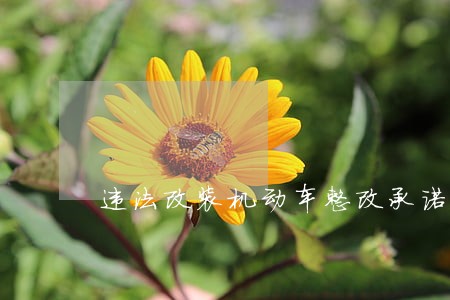 违法改装机动车整改承诺书 违法改装机动车整改承诺书