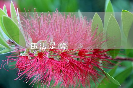 违法是啥 违法是啥