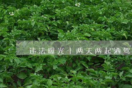 违法曝光丨两天两起酒驾被查 违法曝光丨两天两起酒驾被查
