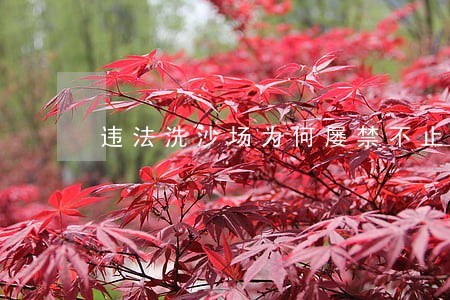 违法洗沙场为何屡禁不止专家点评 违法洗沙场为何屡禁不止专家点评