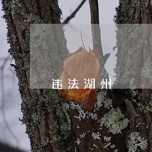 违法湖州