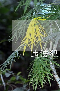 违法犯罪分子哪里跑 违法犯罪分子哪里跑
