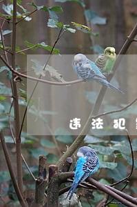 违法犯罪已被抓获 违法犯罪已被抓获