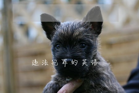 违法犯罪的英语 违法犯罪的英语