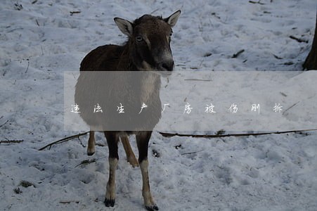 违法生产厂房被伤刚拆