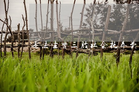 违法生育三胎社会抚养费 违法生育三胎社会抚养费
