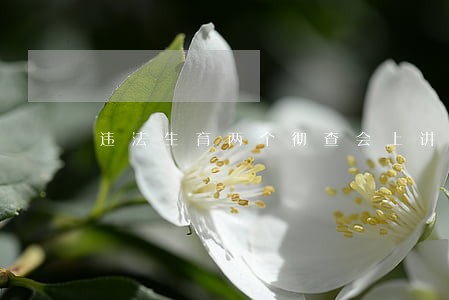 违法生育两个彻查会上讲话 违法生育两个彻查会上讲话