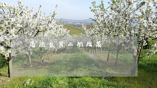 违法生育二胎政策 违法生育二胎政策