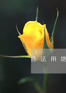 违法用地交耕地占用税滞纳金吗