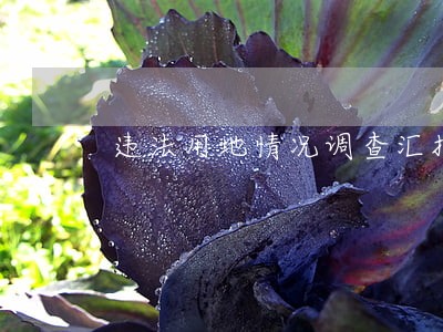 违法用地情况调查汇报 违法用地情况调查汇报