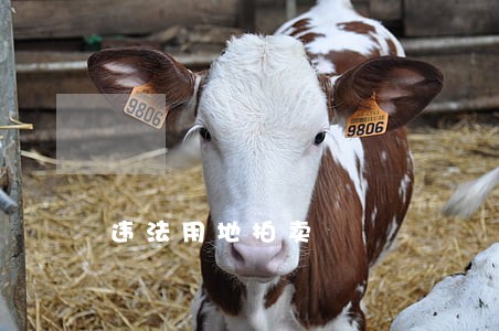 违法用地拍卖 违法用地拍卖