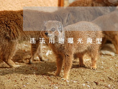 违法用地曝光典型 违法用地曝光典型