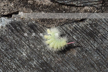 违法用英语 违法用英语