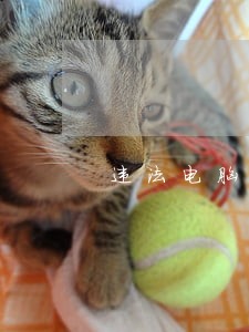 违法电脑里小电影 违法电脑里小电影