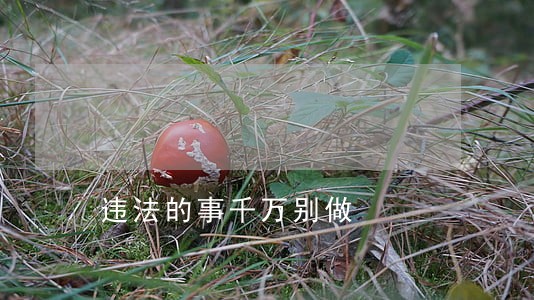 违法的事千万别做 违法的事千万别做