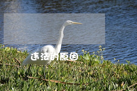 违法的原因