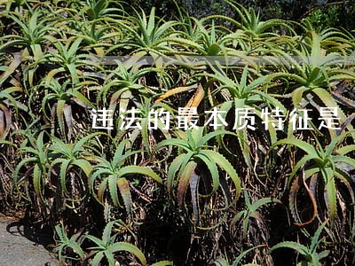 违法的最本质特征是