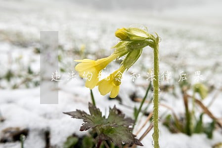 违法的概念和法律后果 违法的概念和法律后果