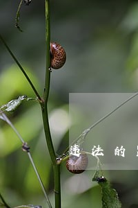 违法的监察对象监察机关按照 违法的监察对象监察机关按照