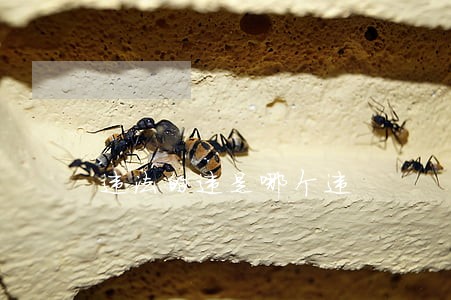 违法的违是哪个违 违法的违是哪个违